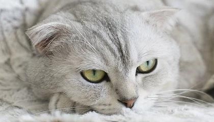 开云-【合理吗】双星执意要名帅？不禁为篮网的未来担忧